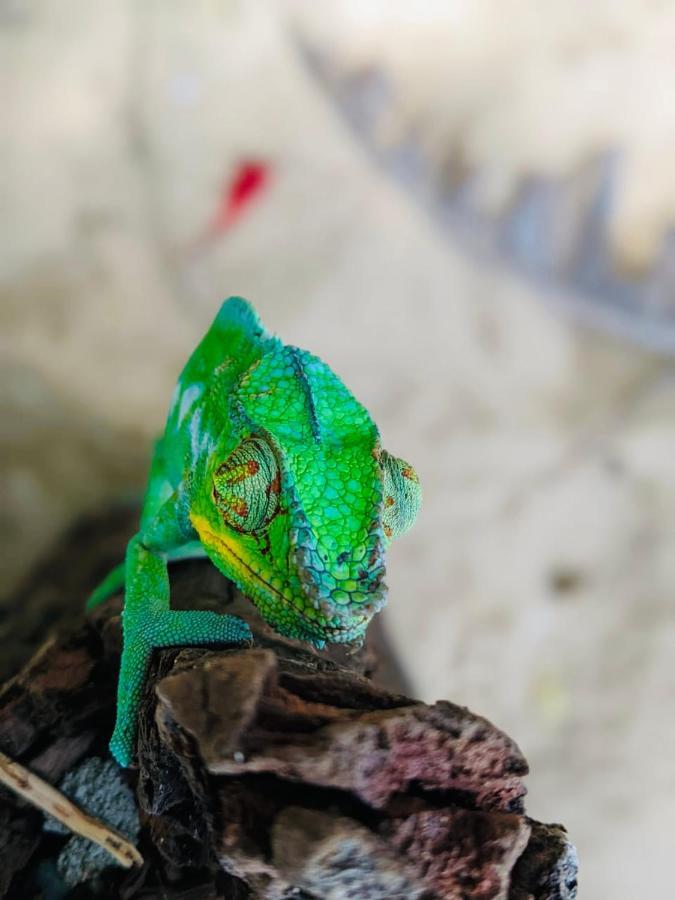 Tamarin Lodge Ampangorinana Luaran gambar