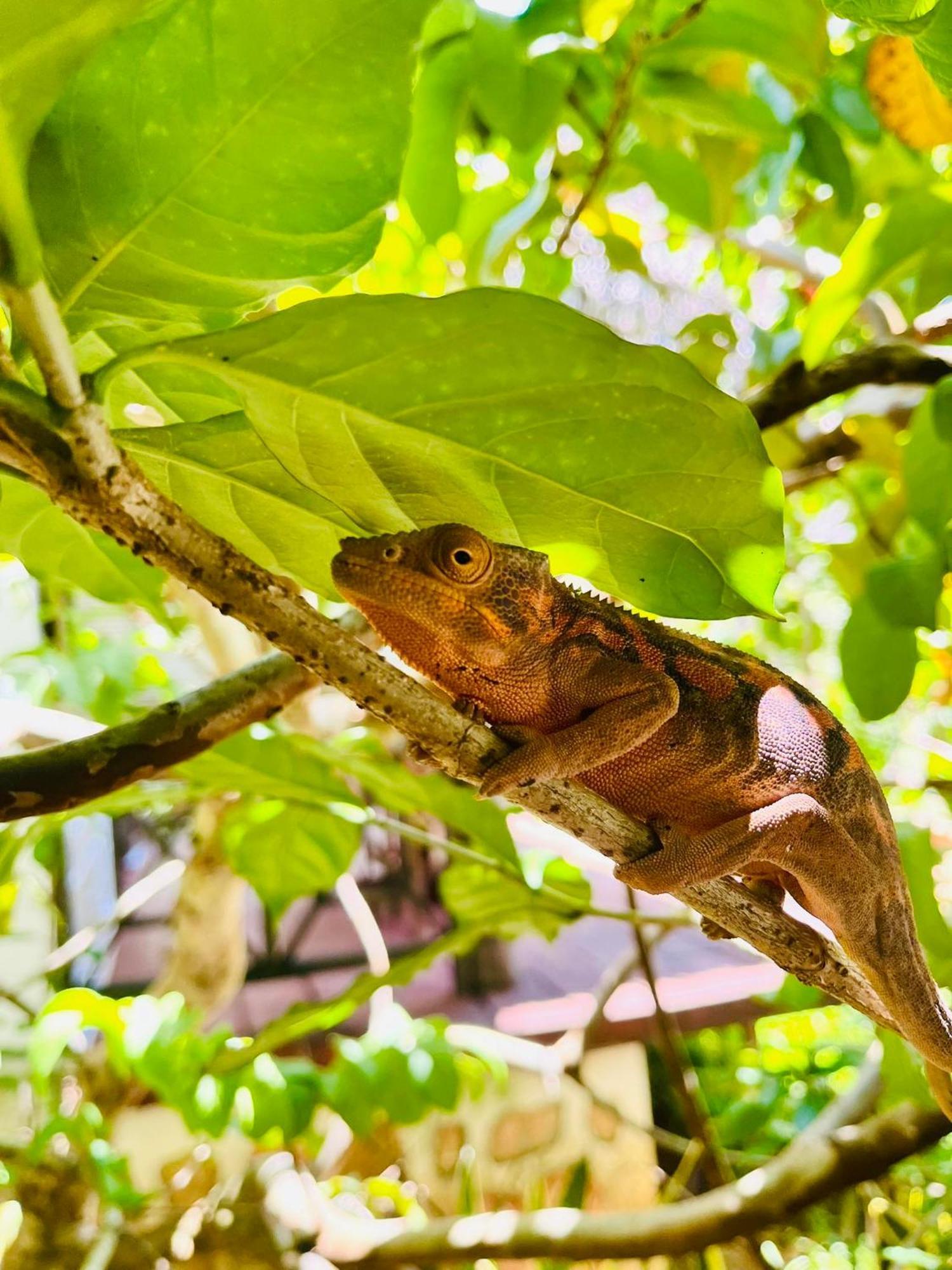 Tamarin Lodge Ampangorinana Luaran gambar